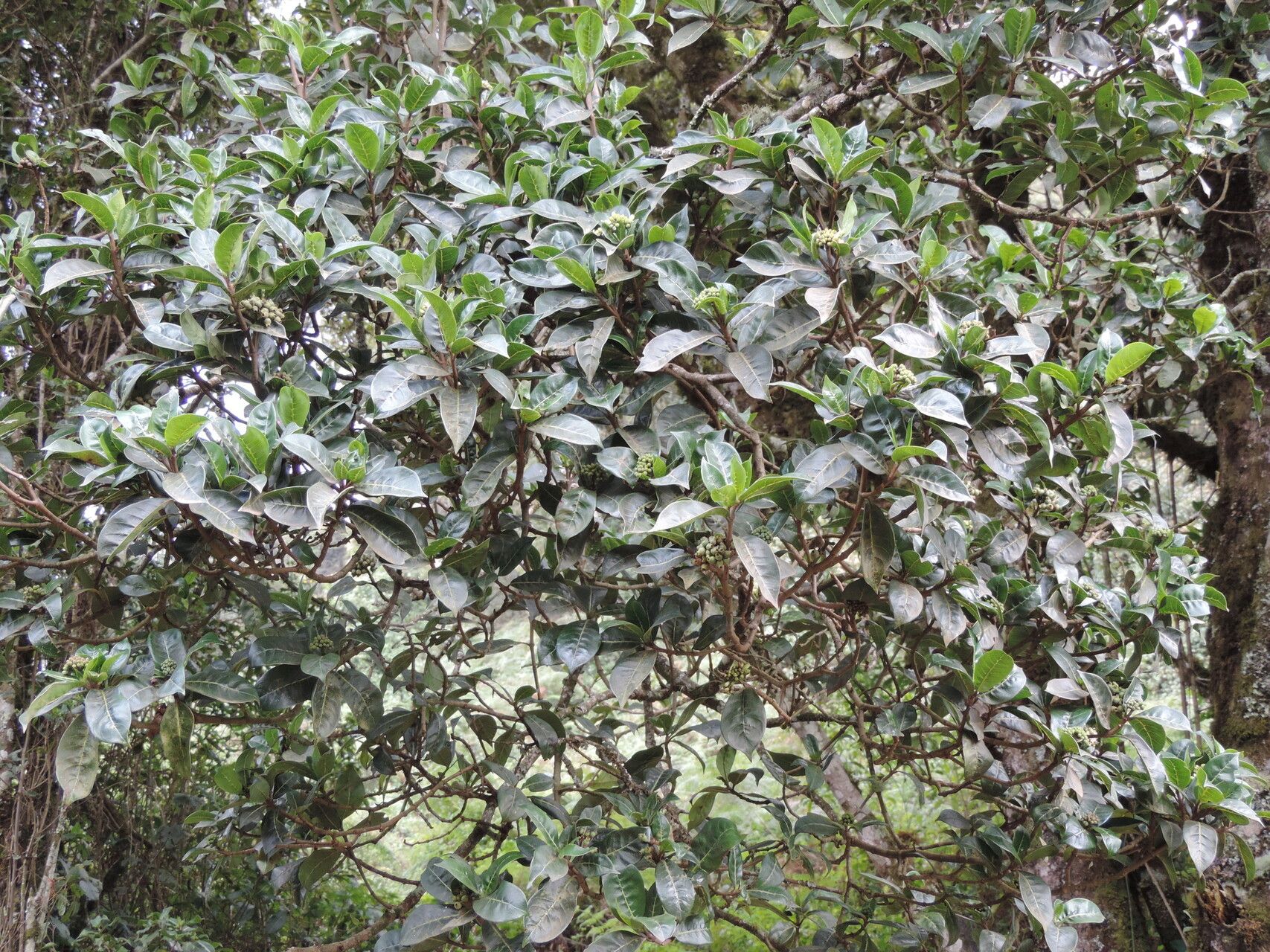 Psychotria mahonii habit