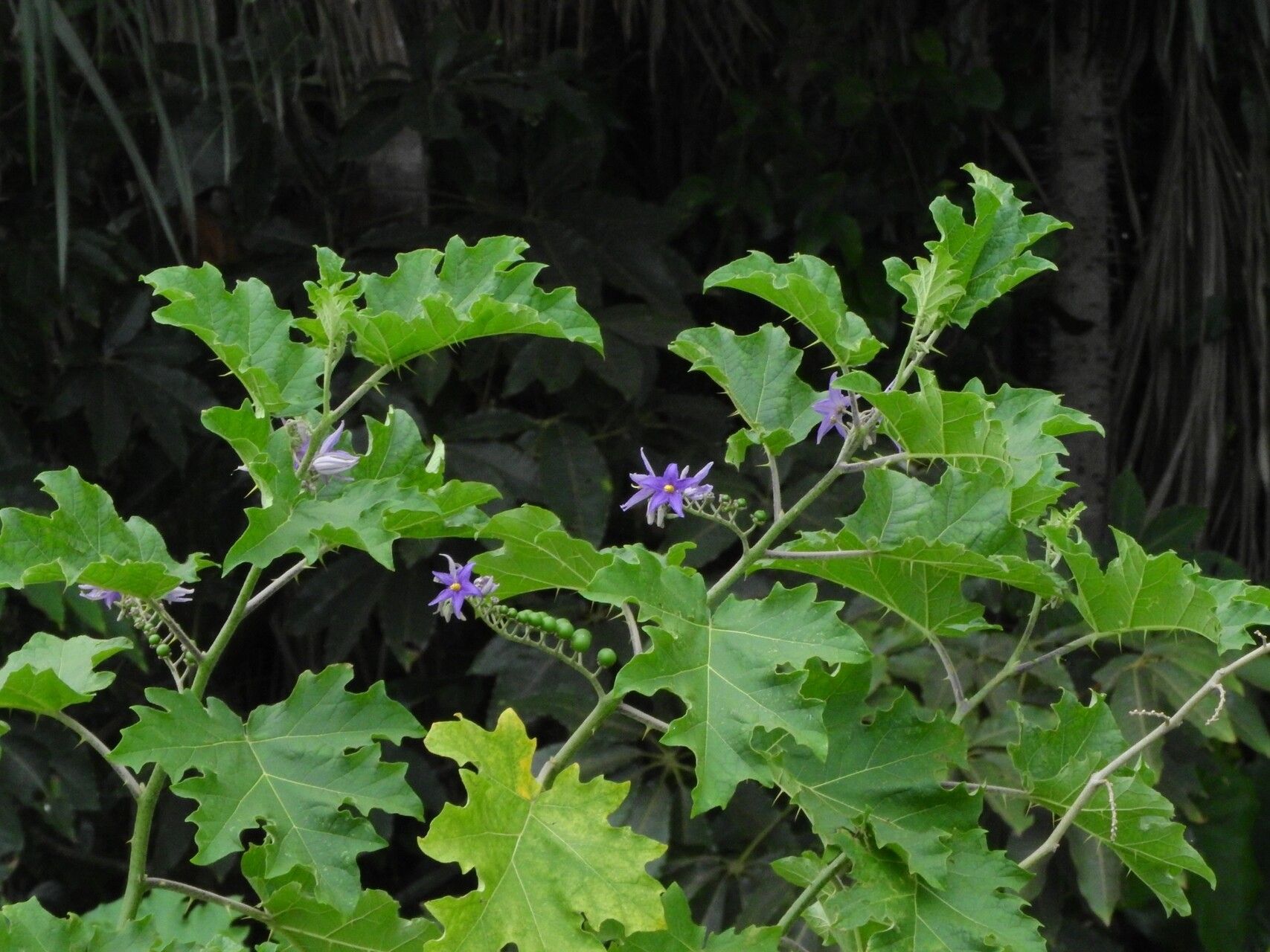 Solanum tricuspidatum habit