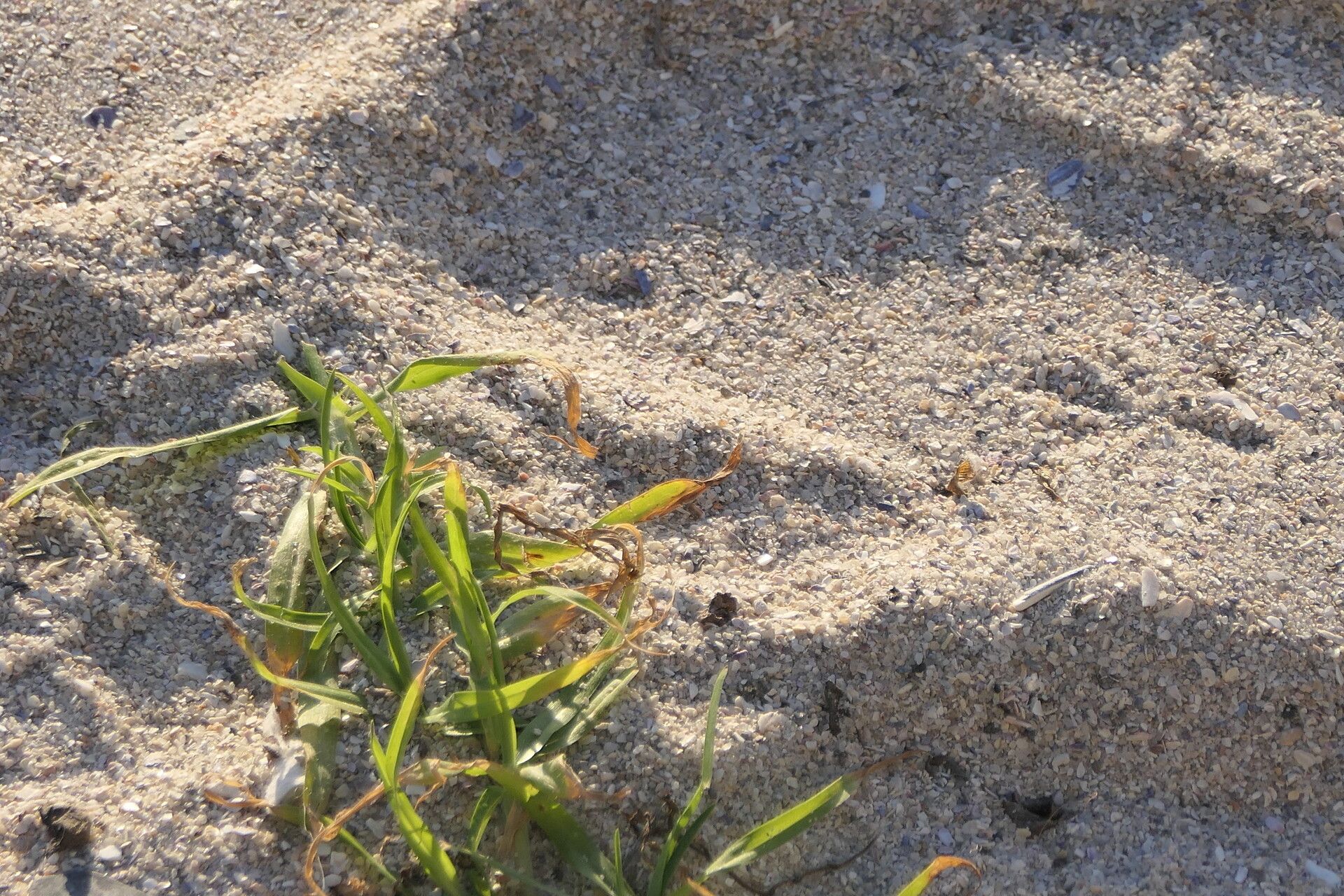Pennisetum clandestinum — related species from the same genus