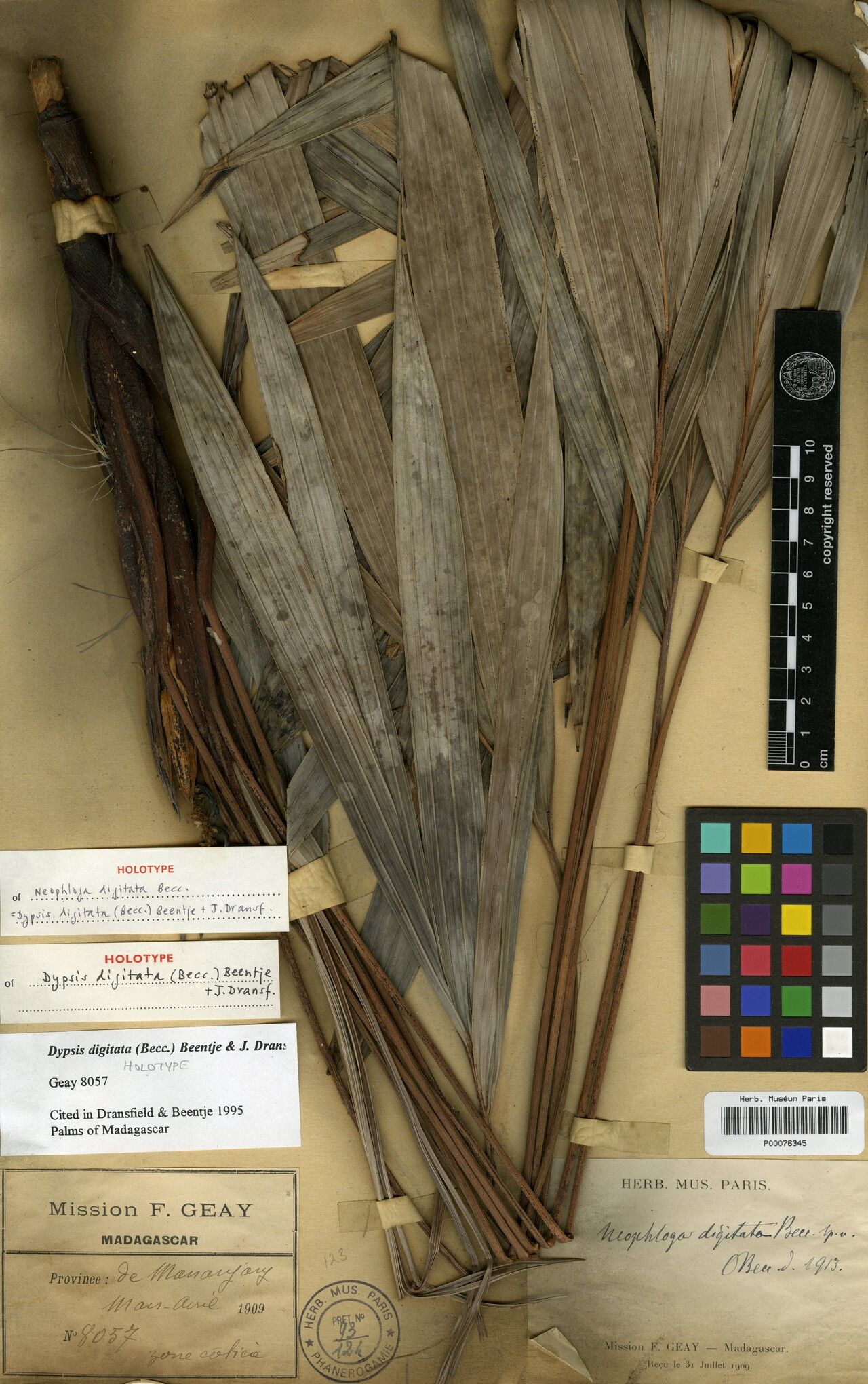 Dypsis digitata — houseplant care guide