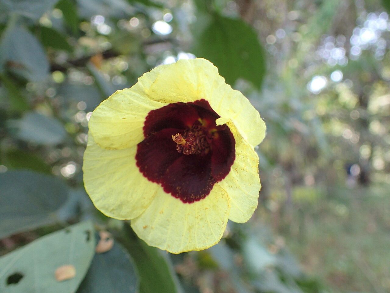 Hibiscus sterculiifolius flower