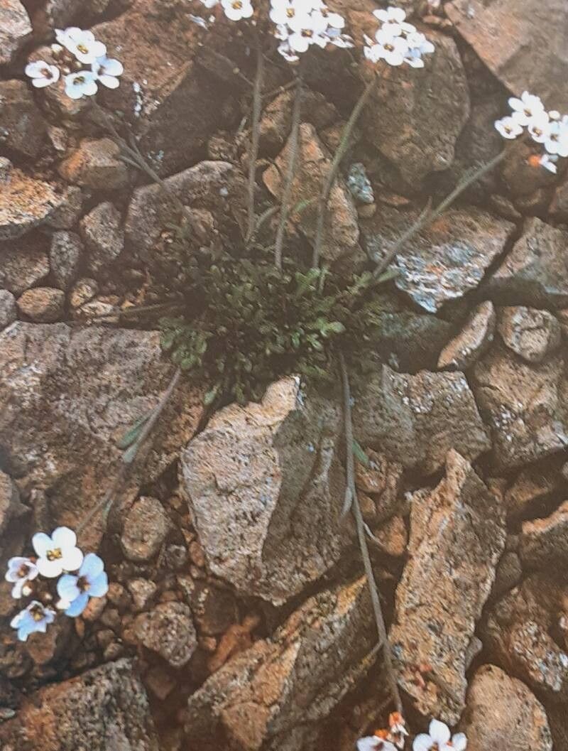 Arabidopsis petrogena — search result for 'Arabidopsis'