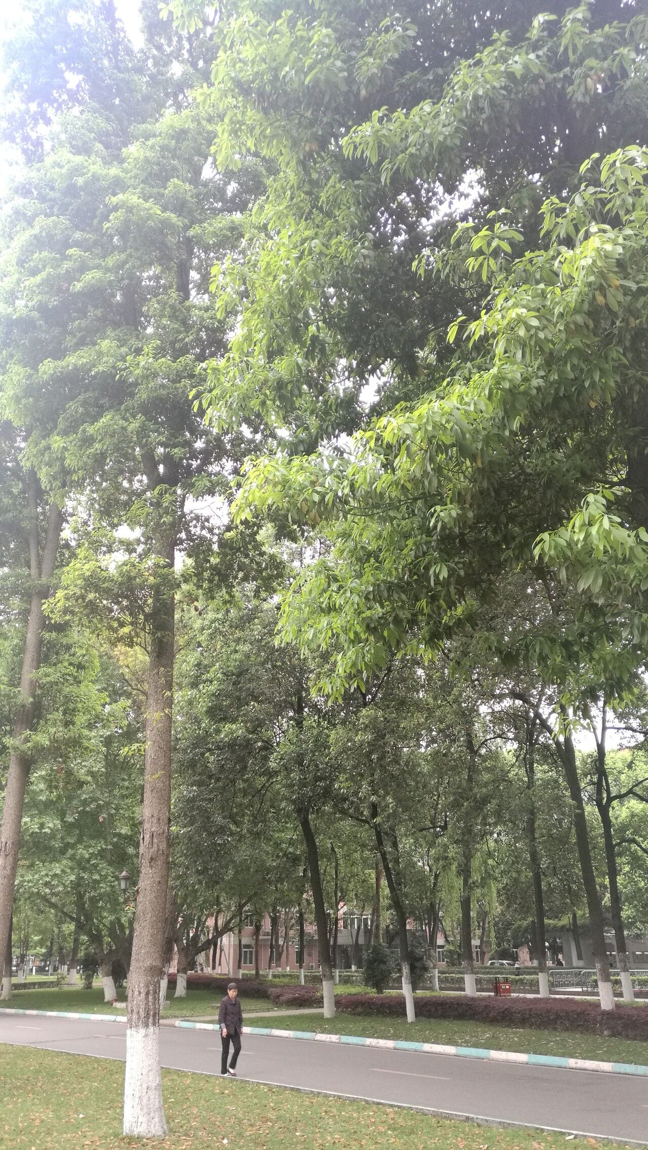 Phoebe zhennan habit