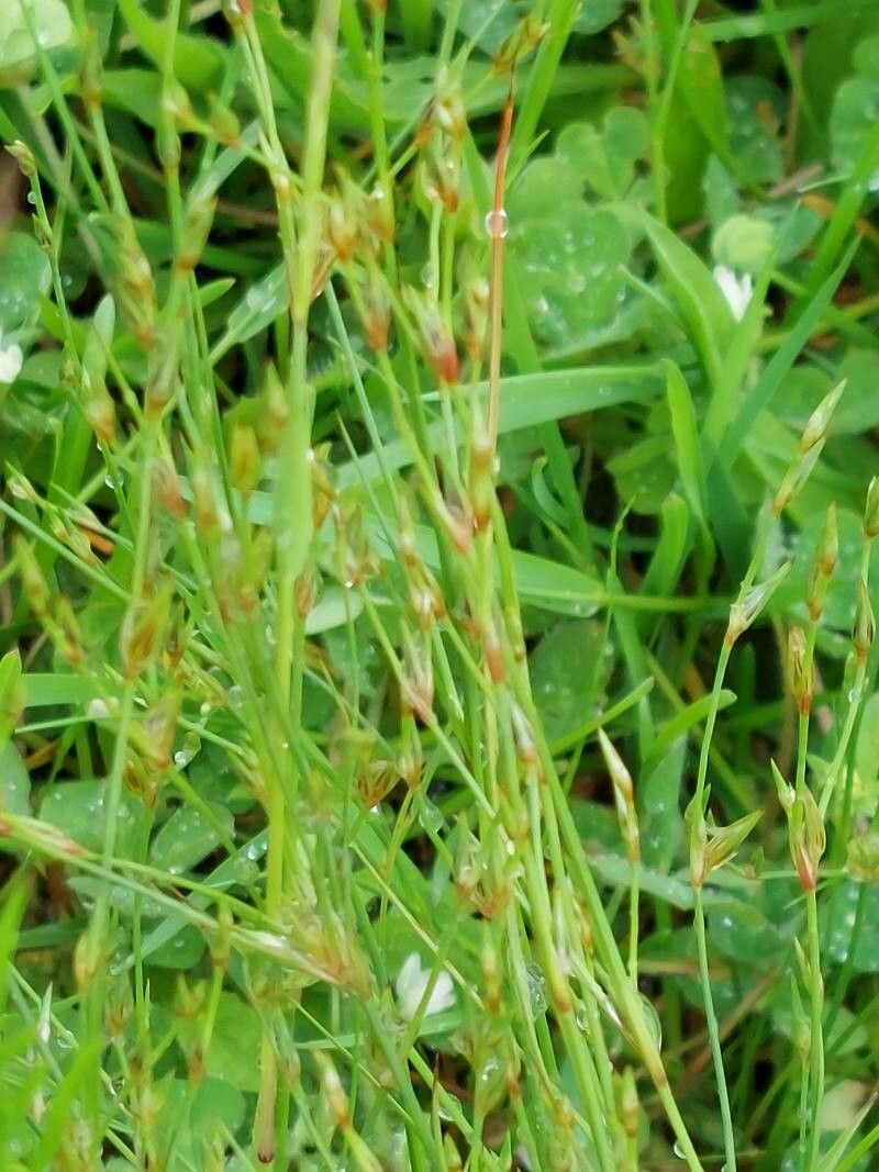 Juncus foliosus flower