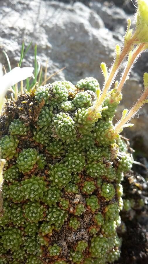 Saxifraga diapensioides — search result for 'Saxifraga'