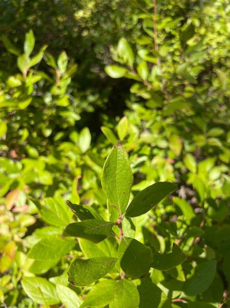 Gaylussacia baccata leaf