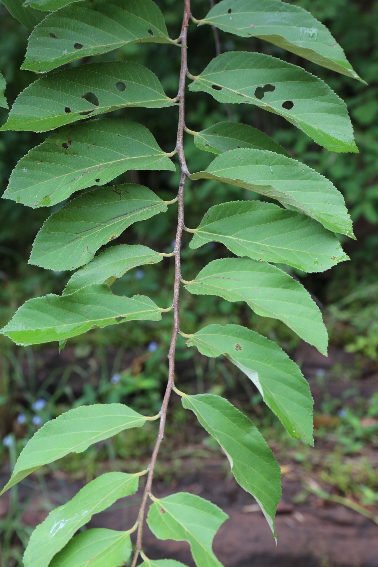 Grewia mollis — search result for 'Grewia'