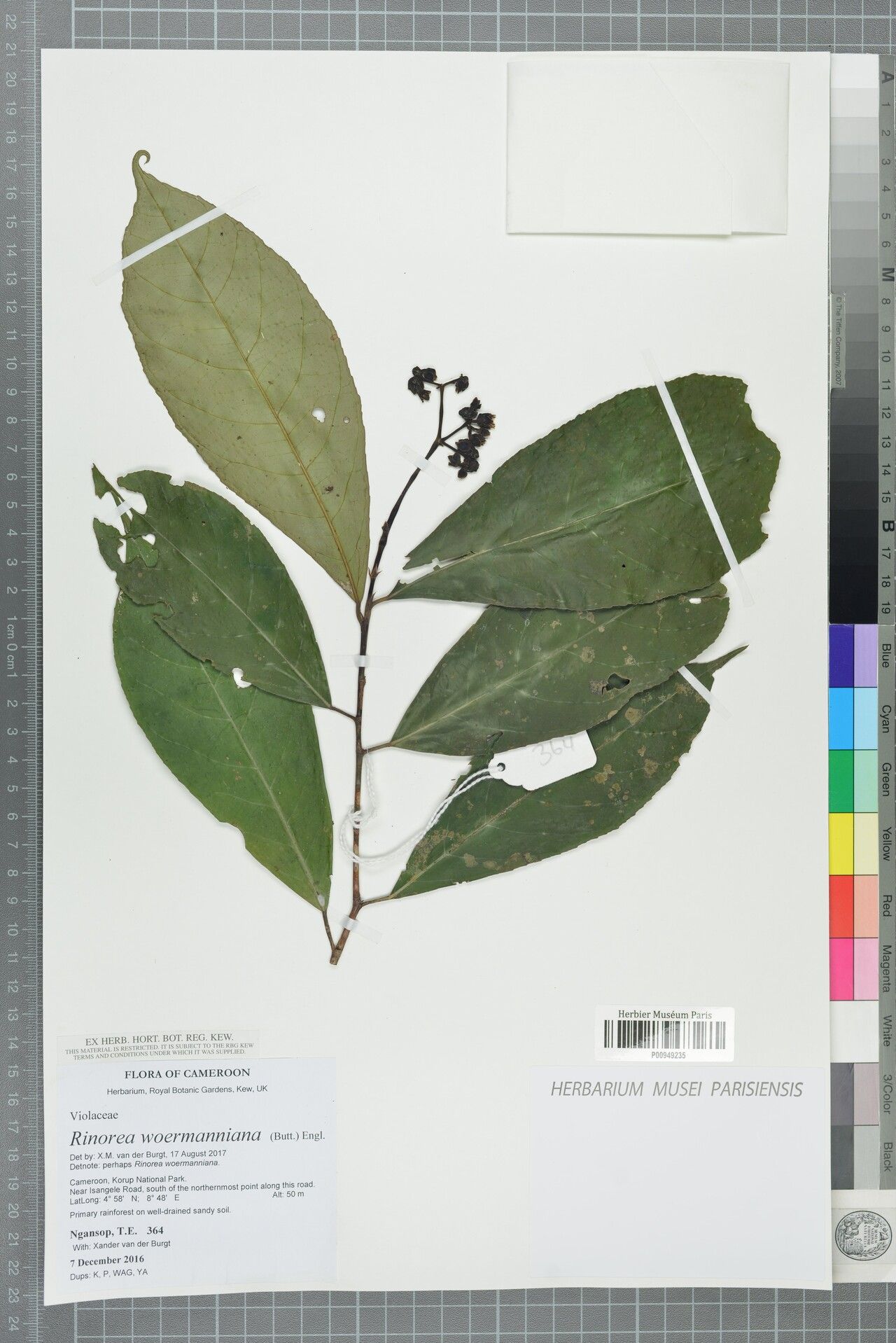 Rinorea woermanniana — houseplant care guide