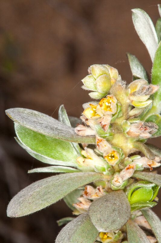 Thymelaea tartonraira flower