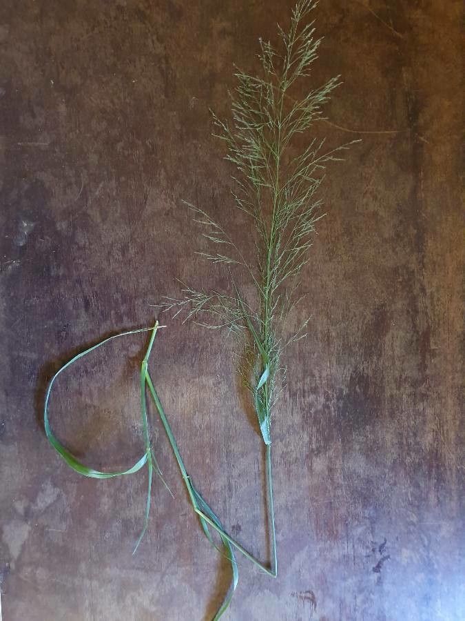 Sporobolus agrostoides flower