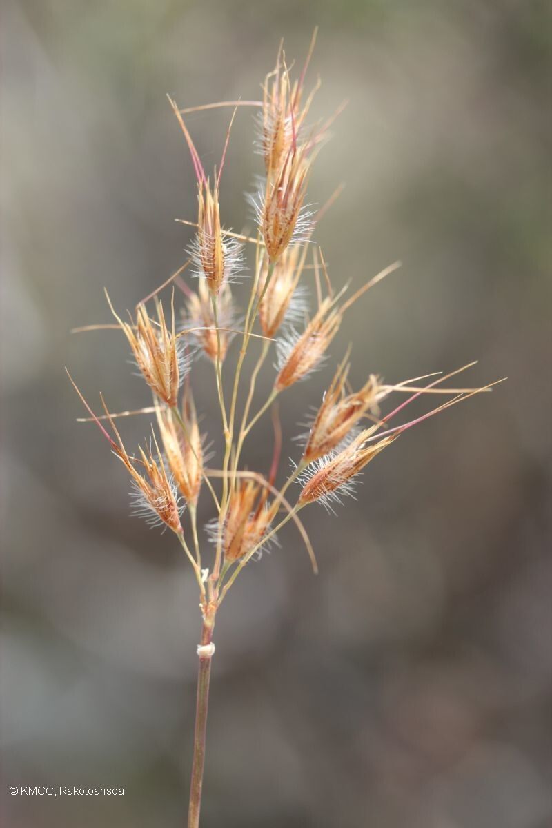 Tristachya humbertii — related species from the same genus