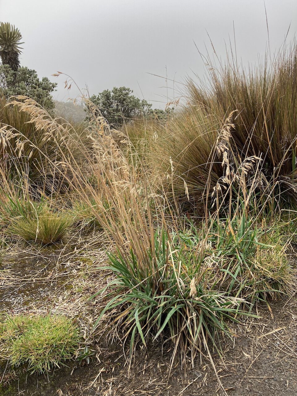 Bromus lanatus habit