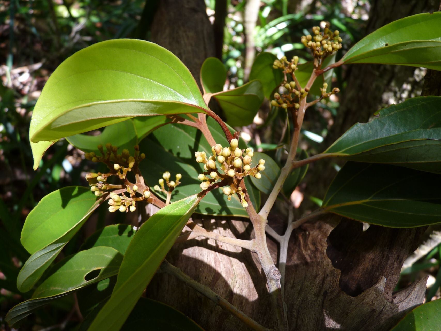 Cryptocarya guillauminii flower