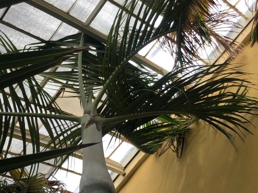 Hyophorbe verschaffeltii — related species from the same genus