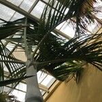 Hyophorbe verschaffeltii