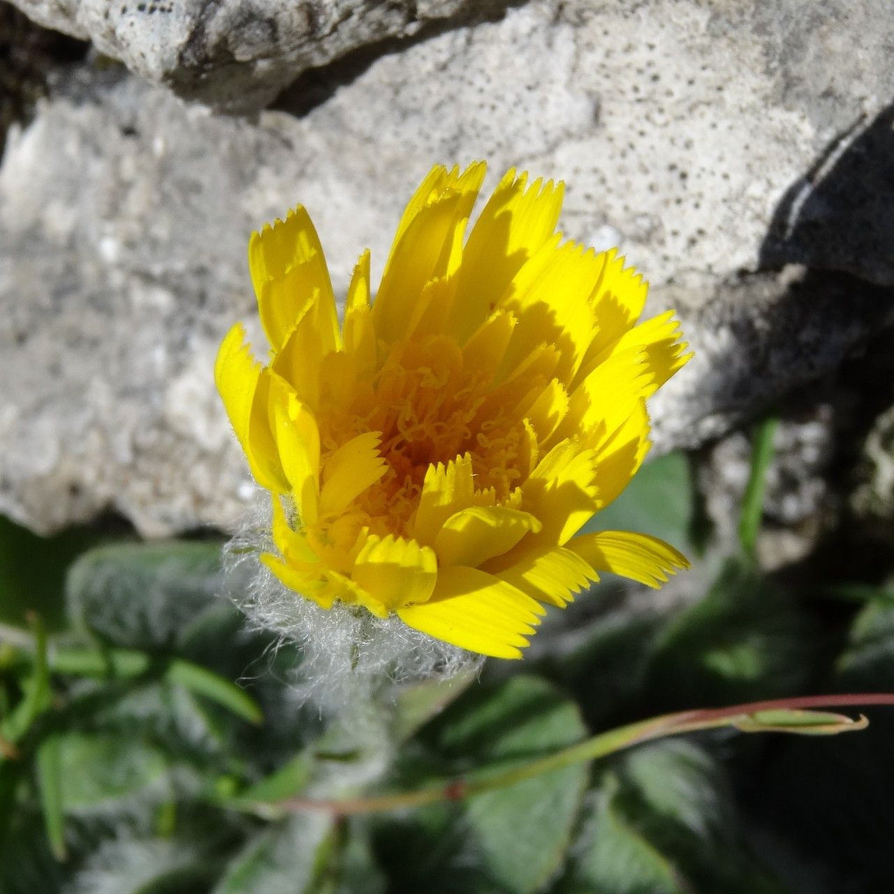Pilosella breviscapa flower