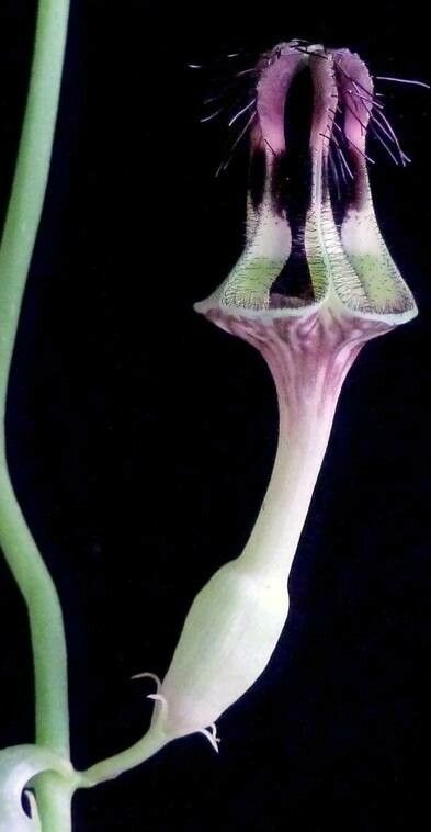 Ceropegia denticulata — search result for 'Ceropegia'