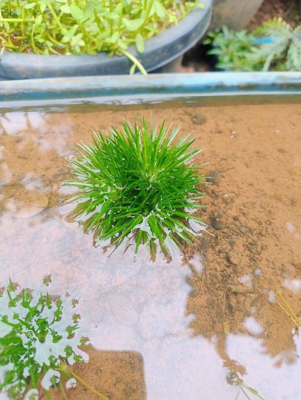 Eriocaulon cinereum — houseplant care guide