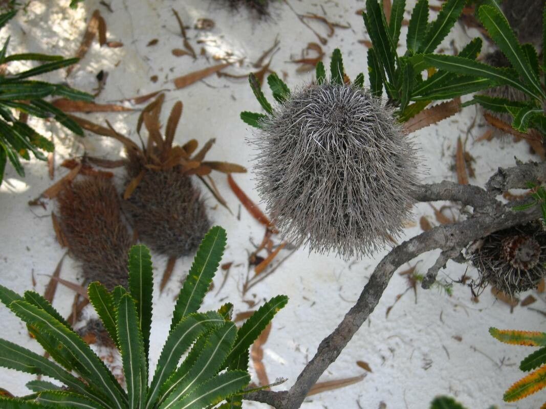 Banksia serrata fruit