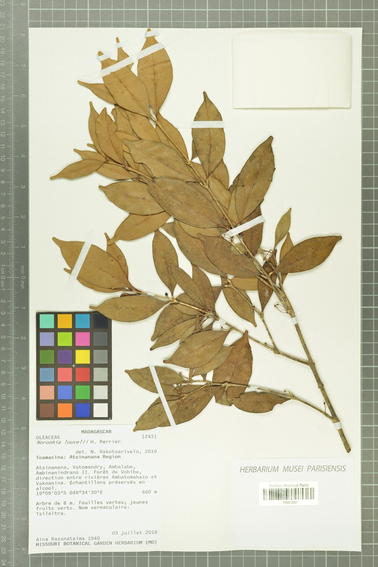 Noronhia louvelii — houseplant care guide