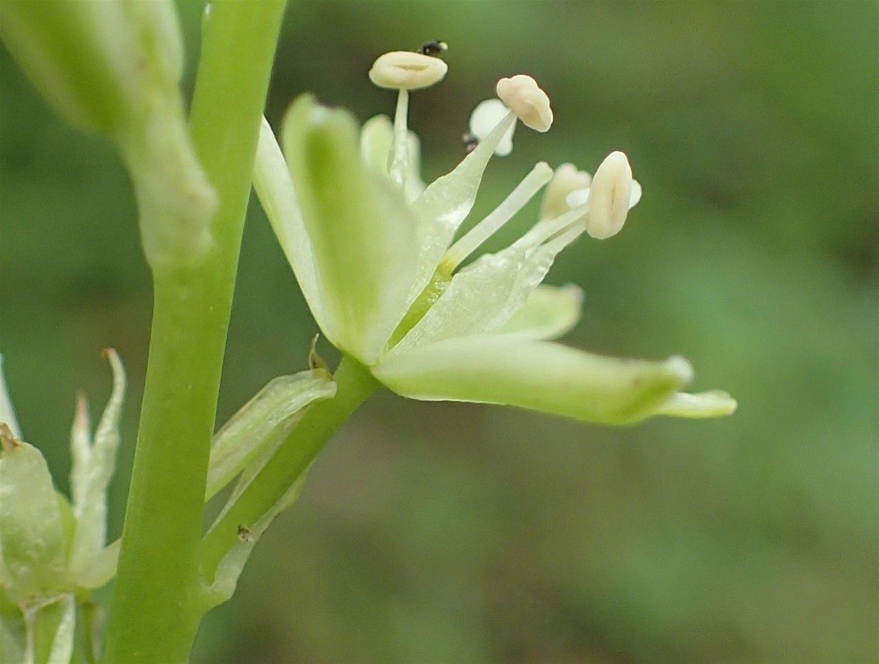 Ornithogalum pyrenaicum flower