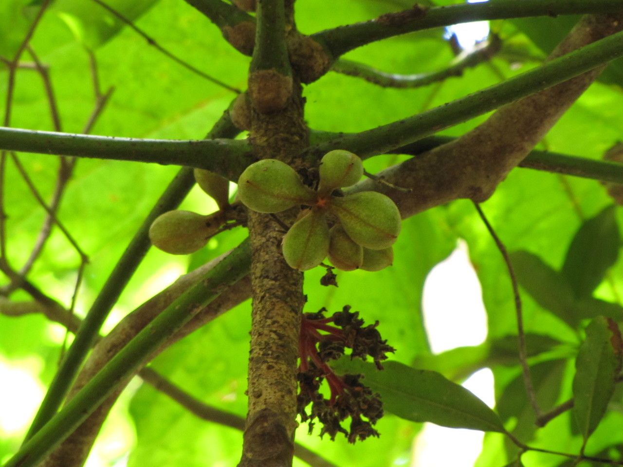 Acropogon pilosus fruit