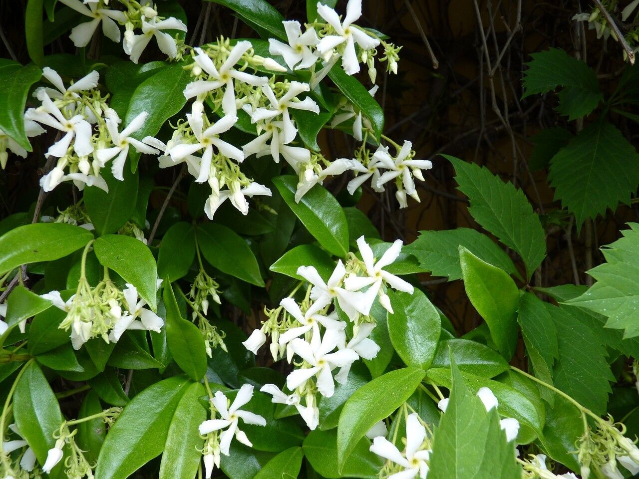 Tabernaemontana corymbosa flower