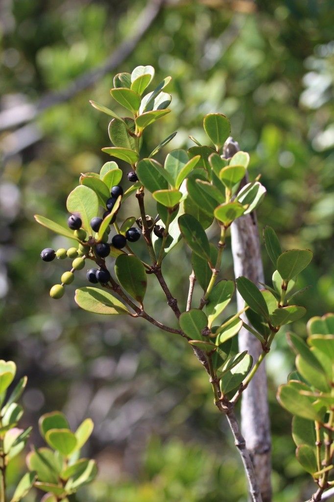 Alyxia glaucophylla habit