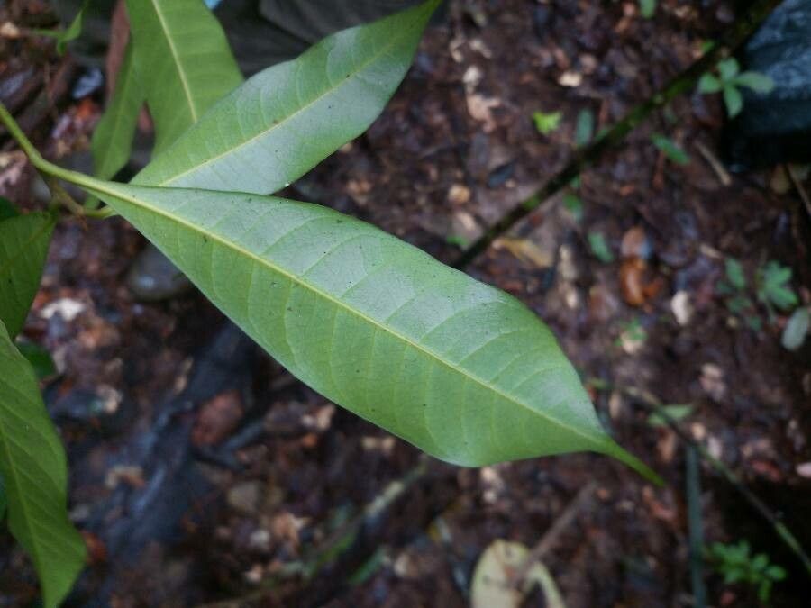 Pouteria bilocularis leaf