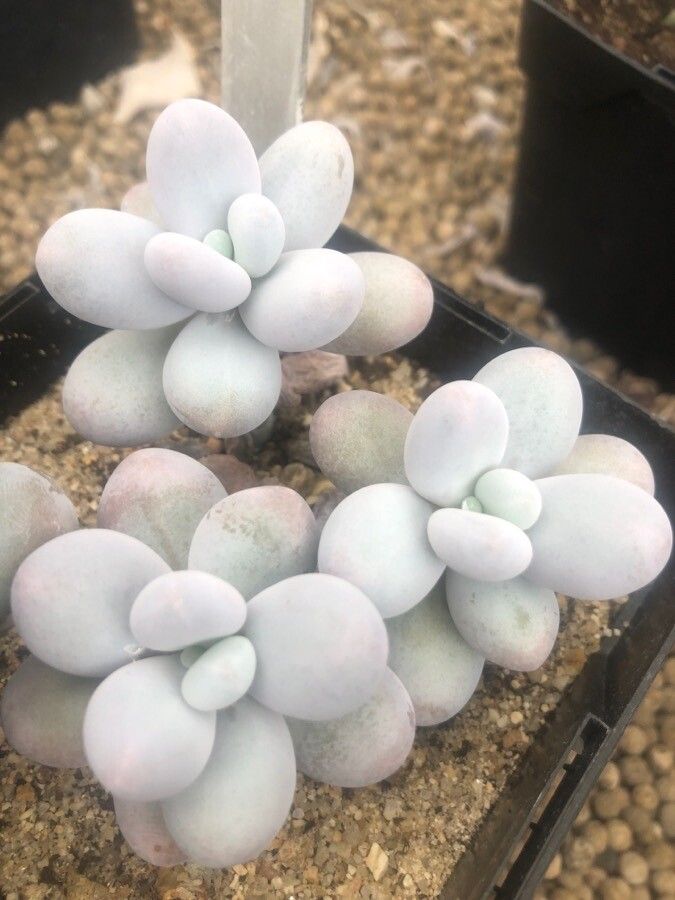 Pachyphytum oviferum leaf