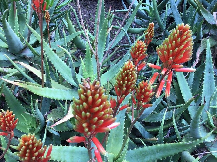Aloe lineata flower