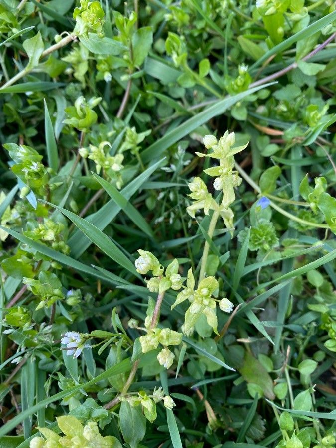 Moehringia pentandra flower