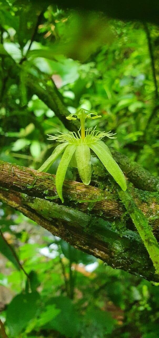 Passiflora costaricensis — houseplant care guide