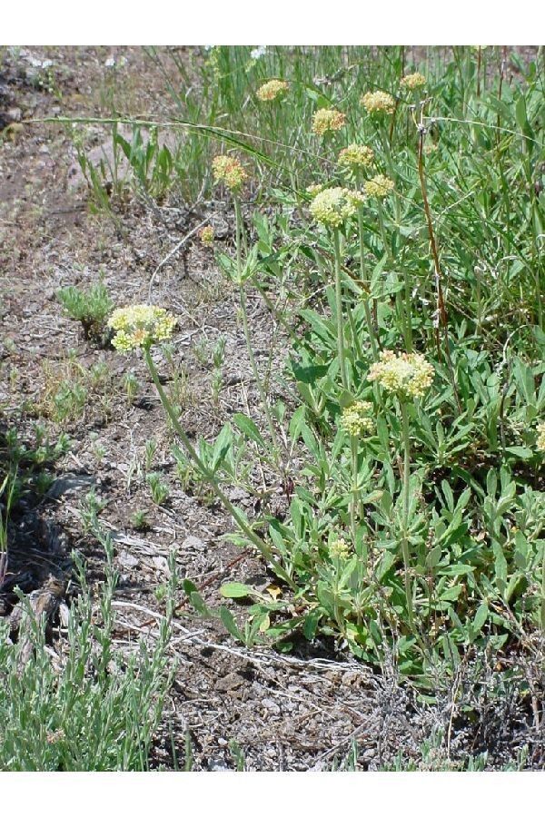 Eriogonum heracleoides habit