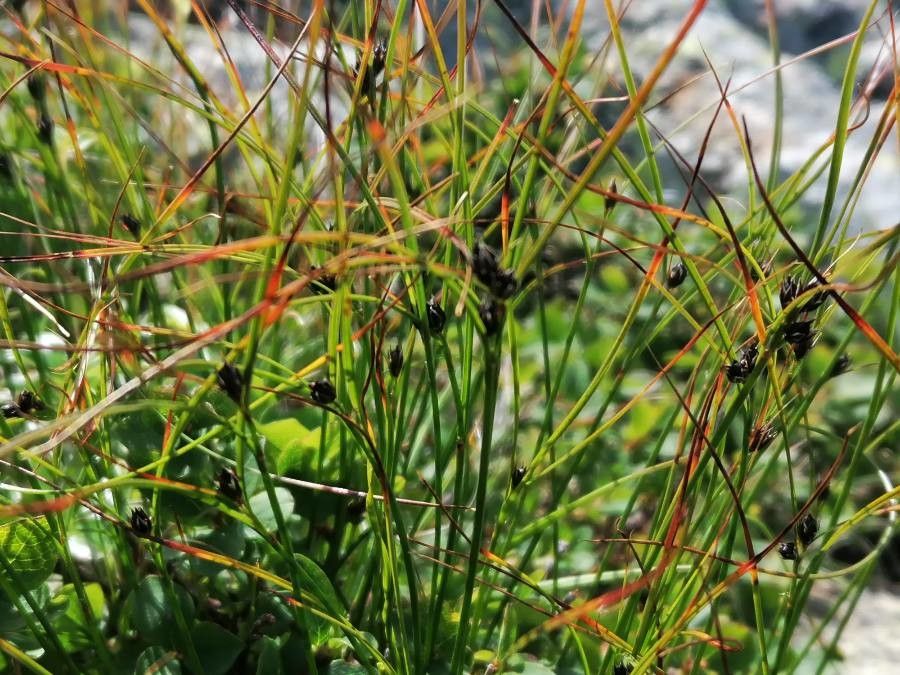 Juncus trifidus — search result for 'Juncus'