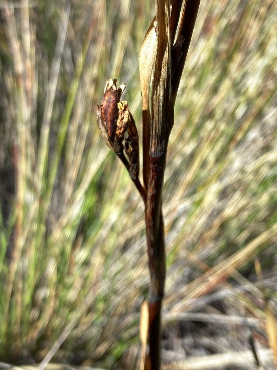 Orthrosanthus chimboracensis bark