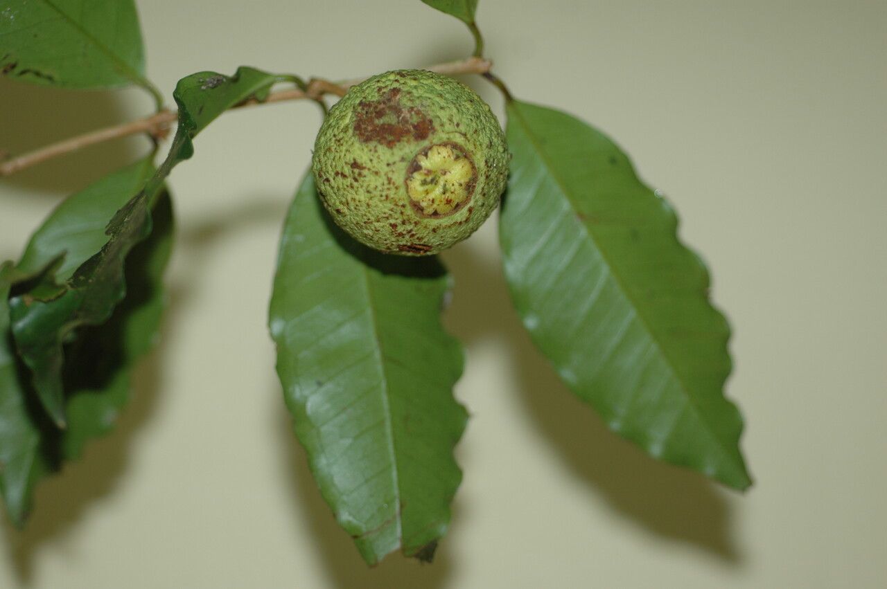 Eugenia neoverrucosa fruit
