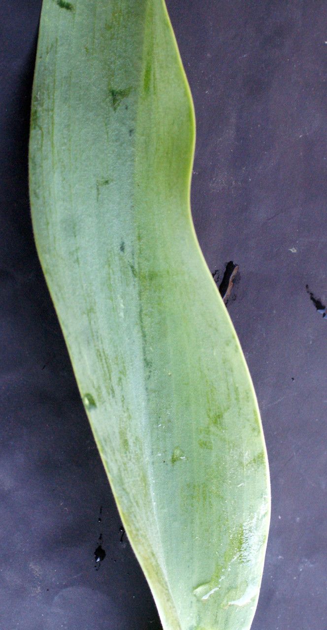 Tulipa mauriana — search result for 'Tulipa'