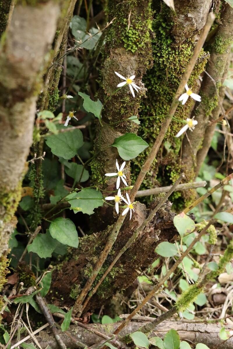 Aster dimorphophyllus flower