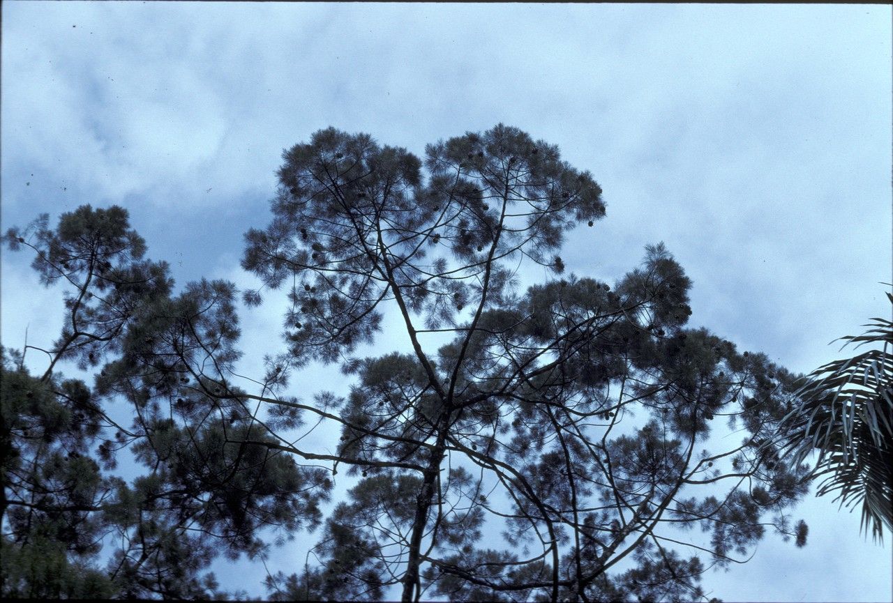 Gymnostoma rumphianum — search result for 'Gymnostoma'