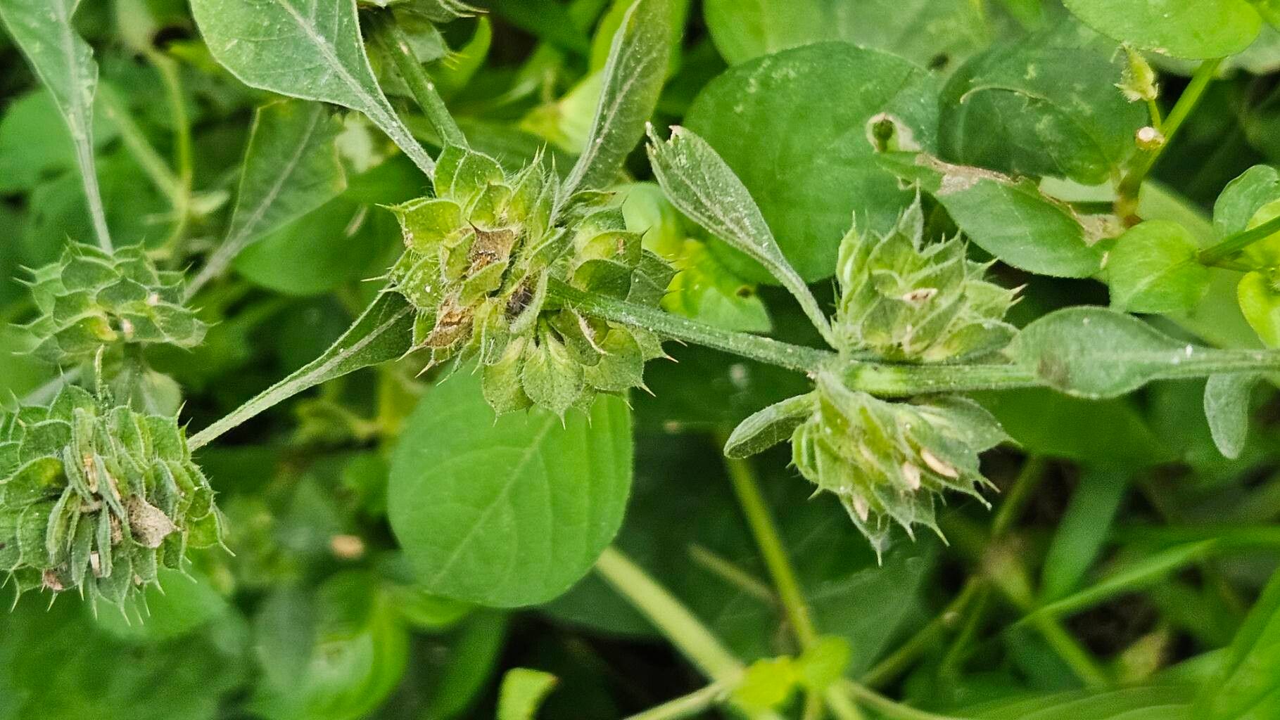 Dicliptera ciliaris flower