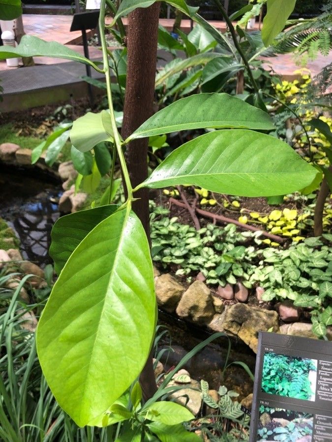 Diospyros nigra — search result for 'Colombia'