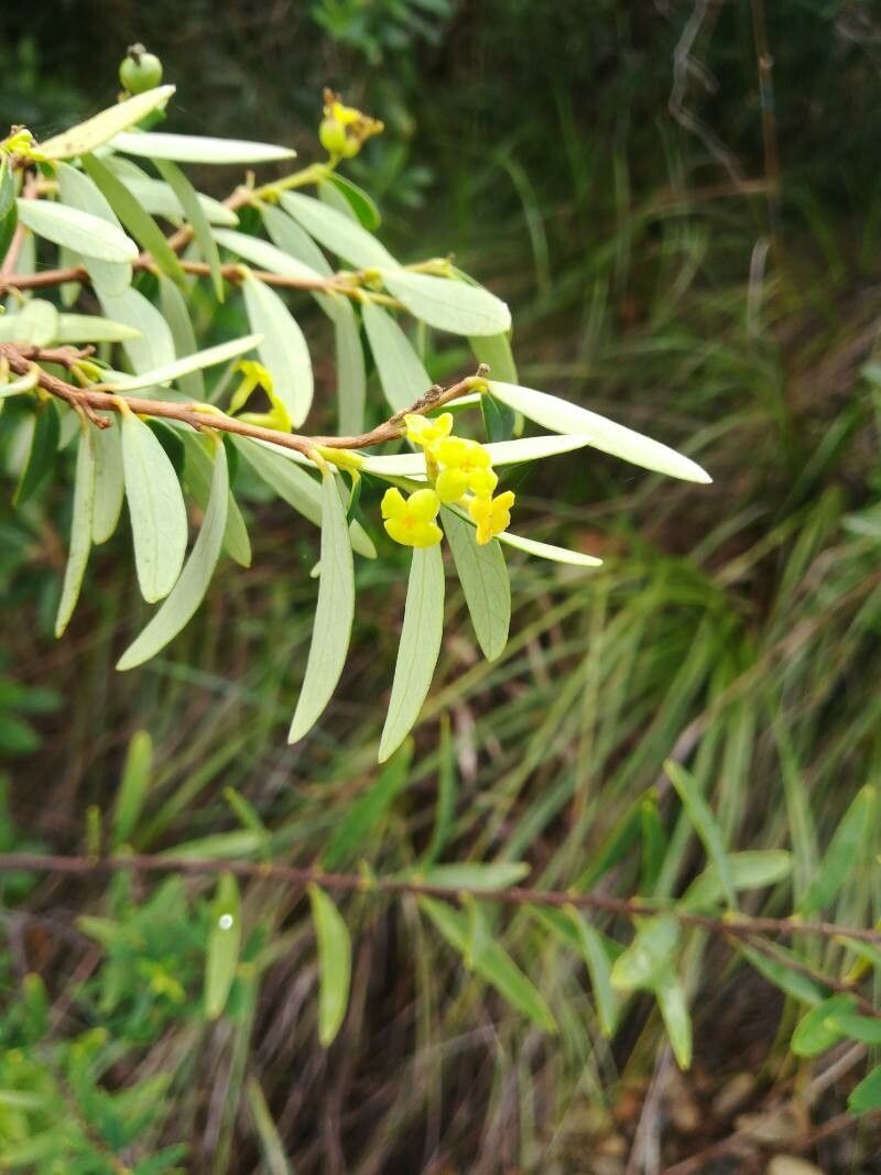 Wikstroemia indica flower
