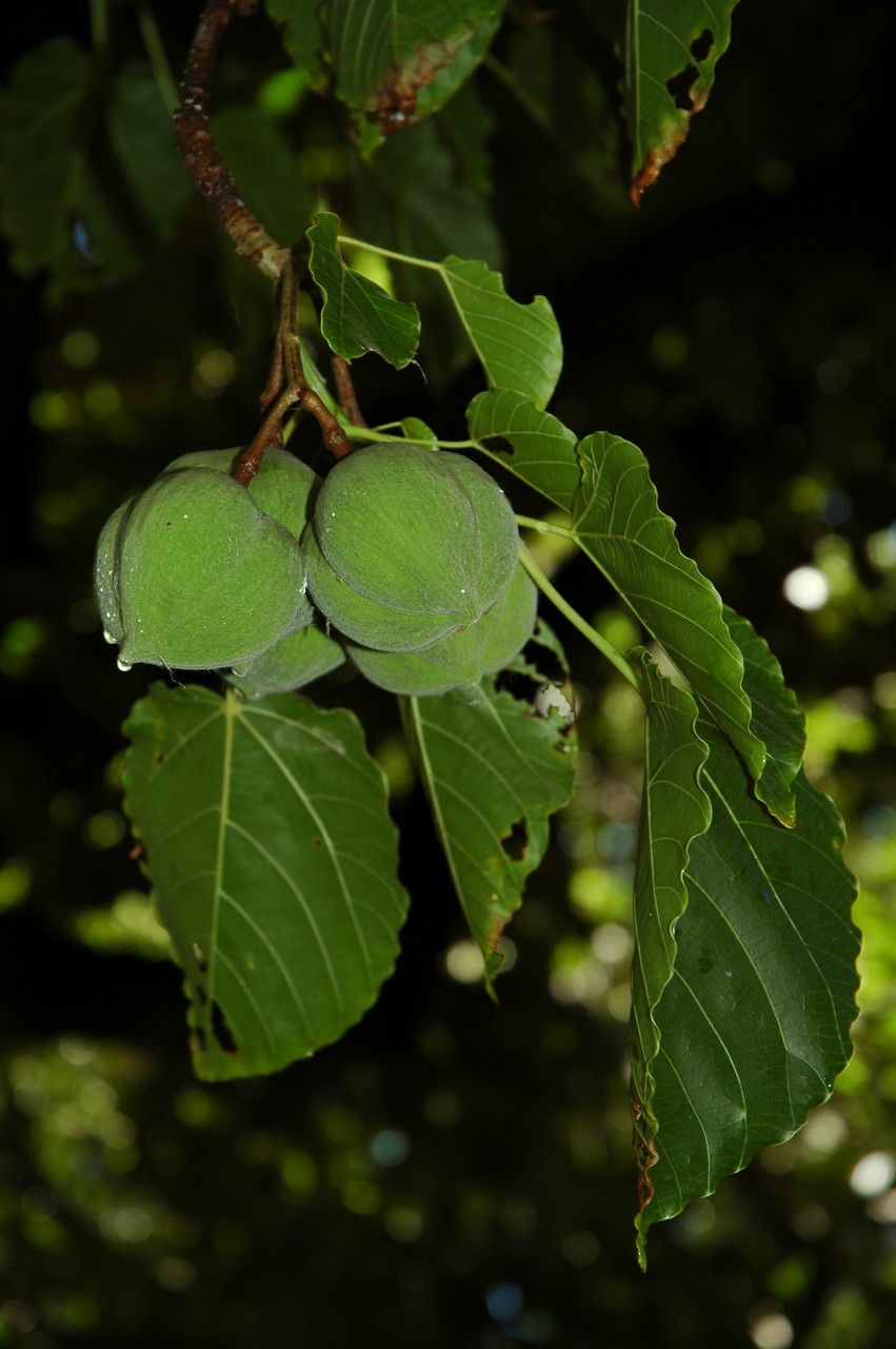 Reutealis trisperma fruit