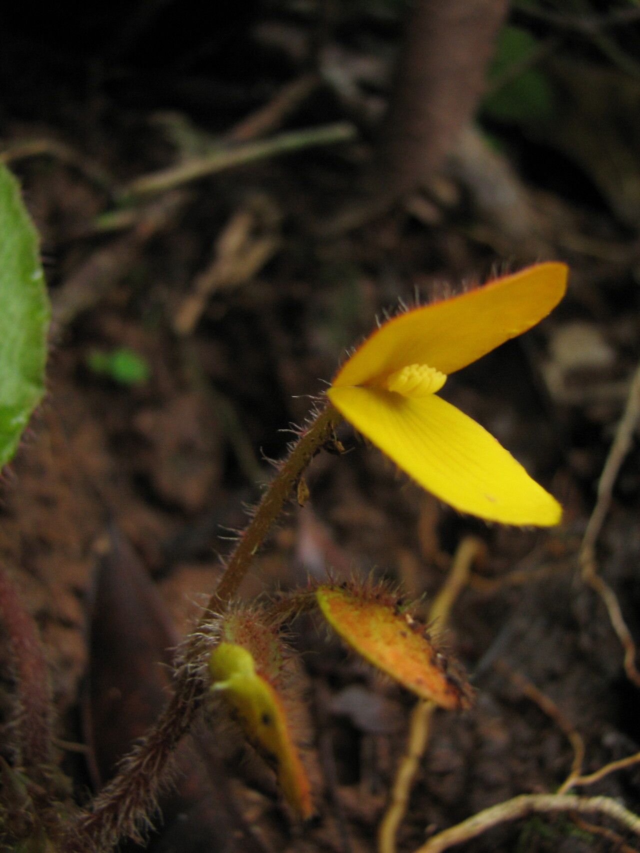 Begonia potamophila flower