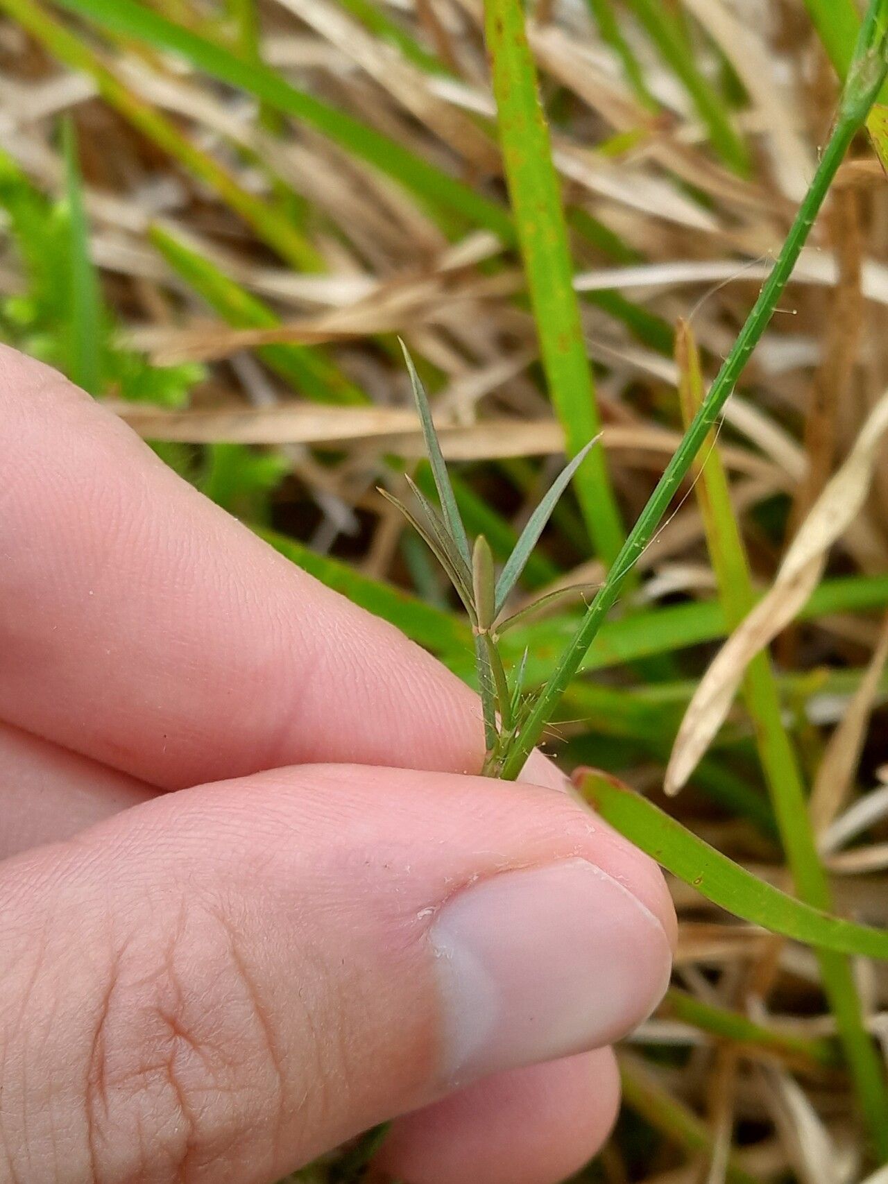 Stylosanthes angustifolia leaf
