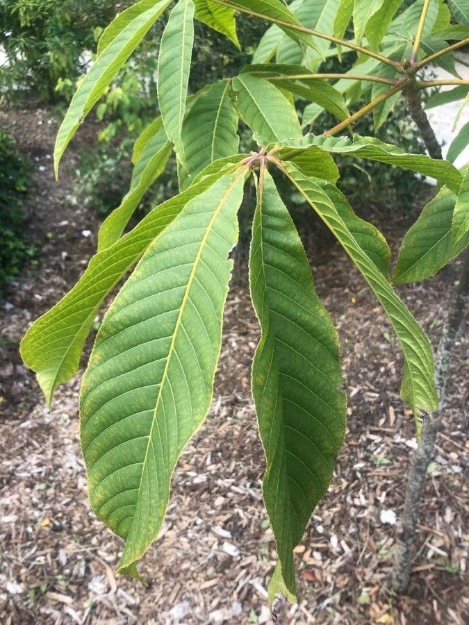 Aesculus wangii — search result for 'Aesculus'