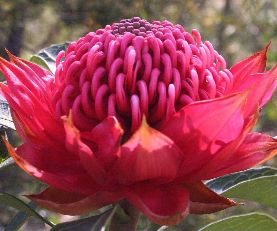 Telopea speciosissima flower