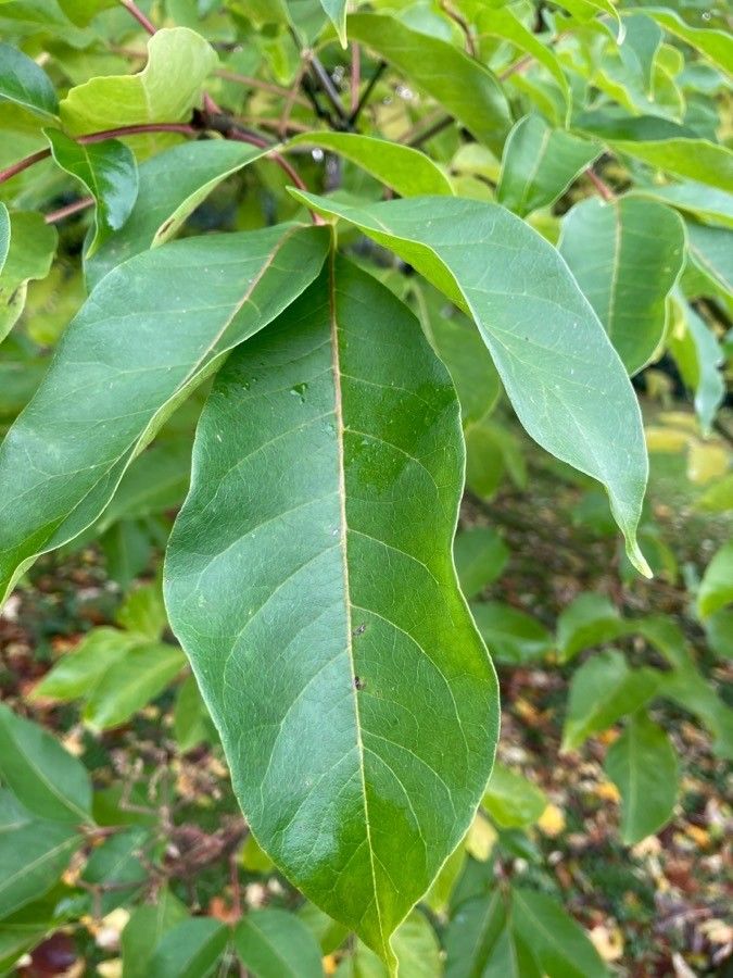Tetradium daniellii leaf
