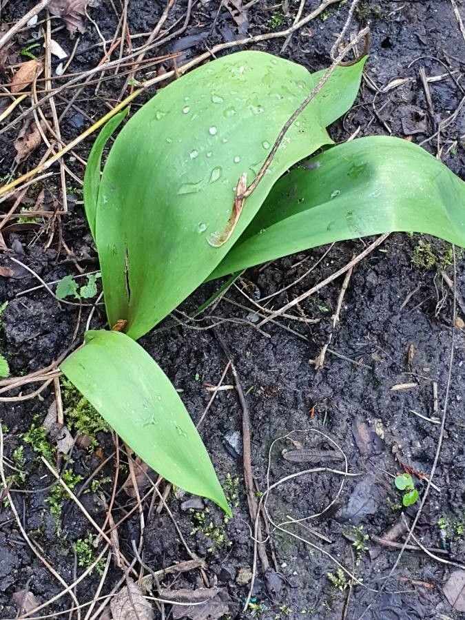 Colchicum cupanii leaf